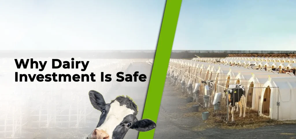 Why Dairy Investment Is Safe