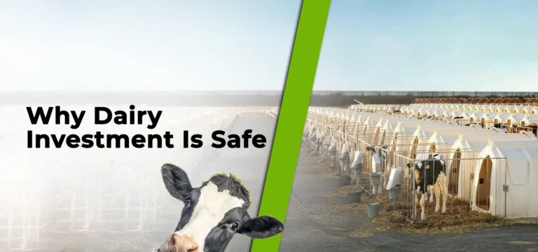 Why Dairy Investment Is Safe